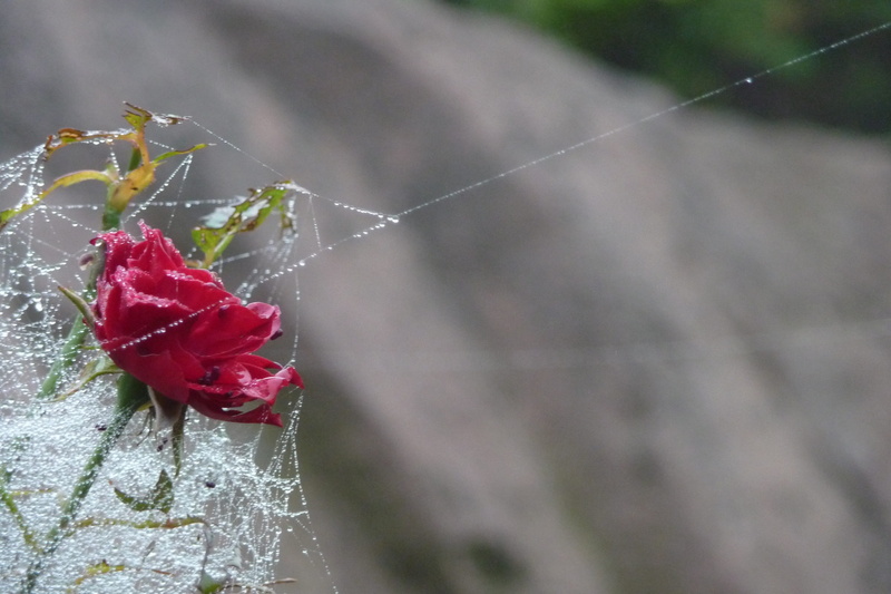 vulnerability, magic, beauty in nature, dew, spider web, focus on foreground, beauty, flowering plant, red, 2K, drip, bloom, plant, no people, day, rose