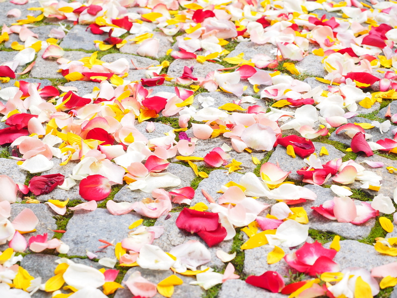 vulnerability, scatter, day, high angle view, red, patch, flowers, abundance, 4K, blütenweg, ground, full frame, plant, magical, away, season, scattered
