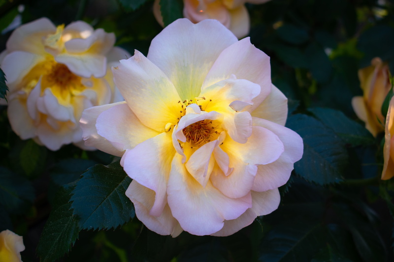 madrid, light, blossom, nature, spain, freshness, pollen, flower, plant, retiro, white rose, blooming, explore, park, fragility, petal, close-up, day, focus on foreground