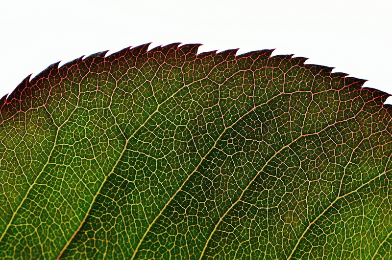 growth, rose petals, leaf vein, no people, botany, pattern, outdoors, spring, backgrounds, magical, close-up, flower, food and drink, beauty in nature