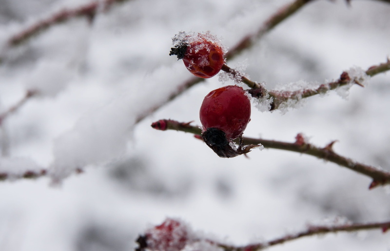no people, wintry, 2K, blizzard, food, frost, food and drink, ice, healthy eating, red, berry fruit, outdoors, rowanberry, fruit, cold temperature, extreme weather