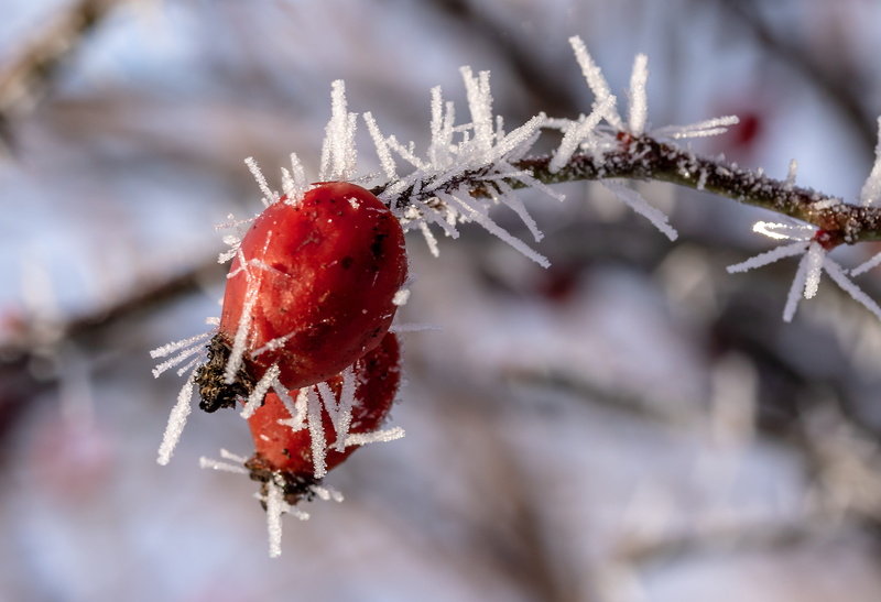 rose hip, crystal formation, rosa canina, wild rose, blizzard, healthy eating, dog rose, eiskristalle, icicle, cold temperature, close-up, berry fruit