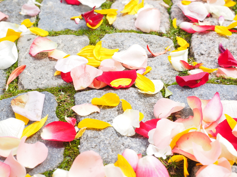 flowering plant, wedding, leaves, red, plant part, scatter roses, day, 4K, fragility, large group of objects, abundance, petals, scattered, beauty in nature