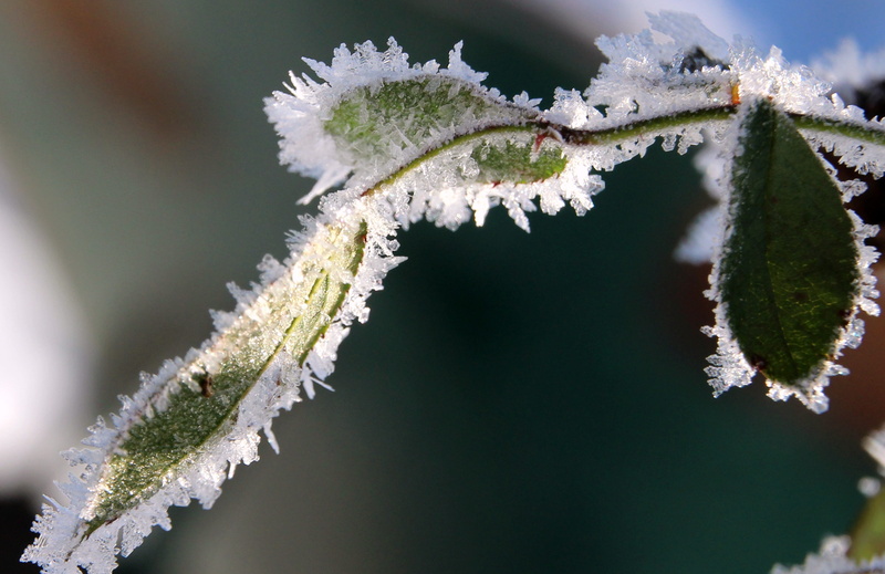 twig, cold temperature, Winter, icy, 4K, leaves, no people, focus on foreground, Frozen, beauty in nature, leaf, eiskristalle, snow, growth, plant part