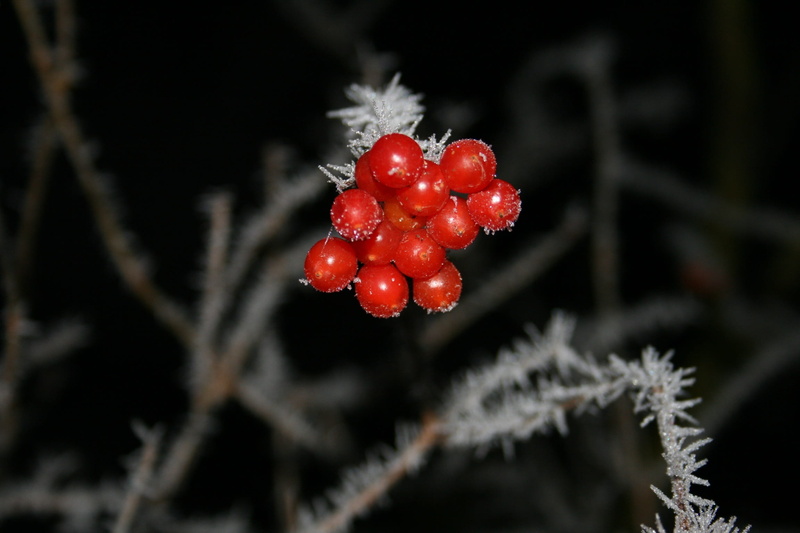 close-up, white, branches, Plant, mallow, focus on foreground, fruits, withered bloom, freshness, snowflake, cold - Temperature, sparkle, hedge, coniferous tree