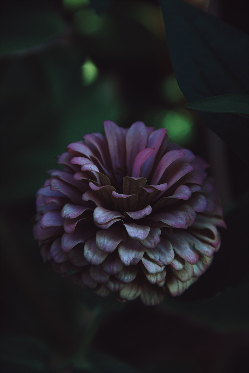 garden, 2K, flowering plant, sprout, petal, flowers, spiral, blossom, coil, pollen, daisies, geranium, flower head, rose, flower, no people, dark, acanthaceae