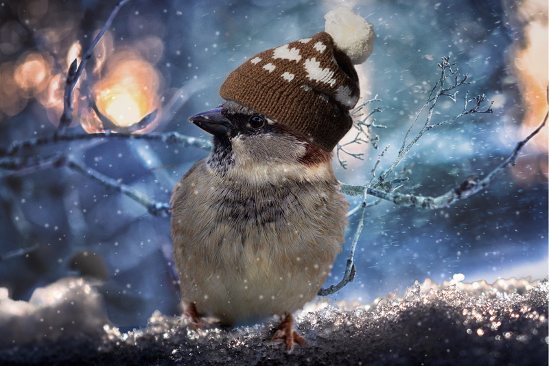 winter, no people, warm, 5K, sparrow, funny, cold, cap, in the, sparrow bird, magical, cold temperature, emotion, ze, postcard, cute, wool hat, cheerful