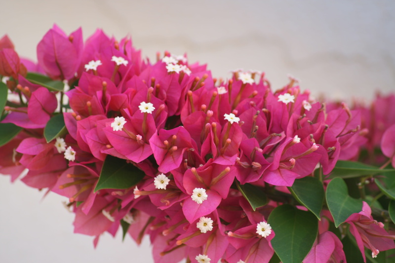 inflorescence, focus on foreground, mugla, vulnerability, flower arrangement, freshness, 4K, softness, flower head, landscape, bunch of flowers, flowering plant