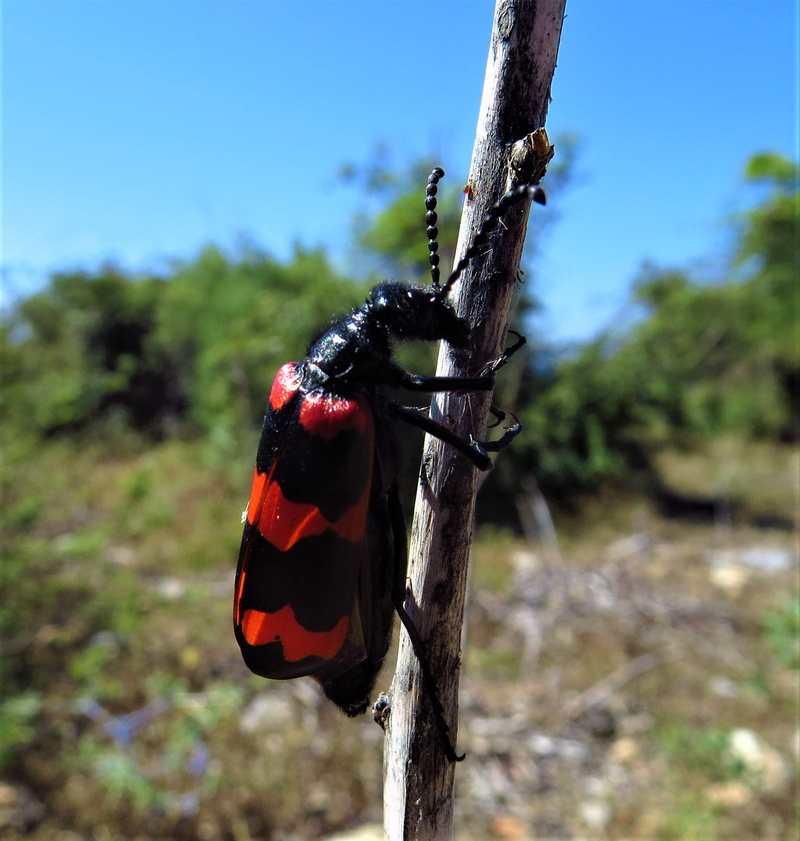 red, animals in the wild, plant, striped, 1080P, sky, beetle, no people, invertebrate, focus on foreground, animal themes, the antennæ, trunk, day, insect