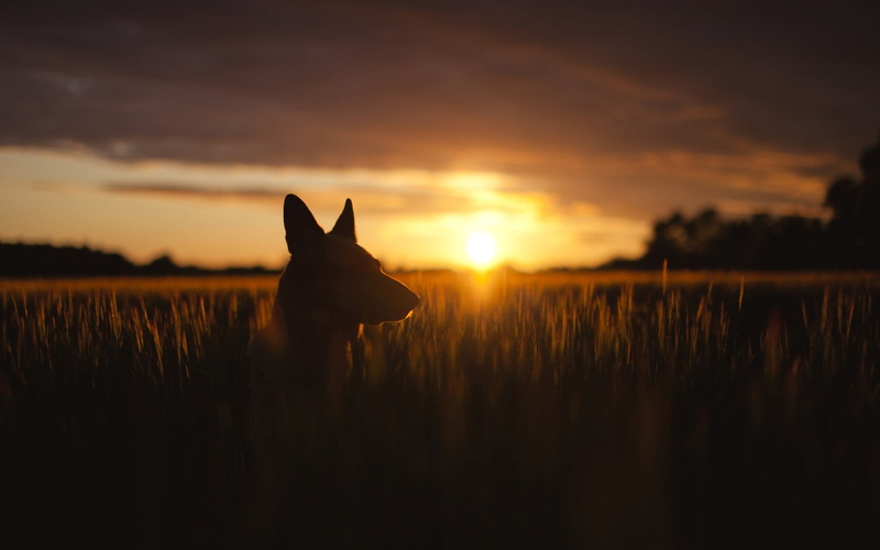 beauty in nature, animals, plants, 1080P, brown, dog, scenics - nature, sun, tranquil scene, coated, short, land, orange color, wheat, sunset, one animal