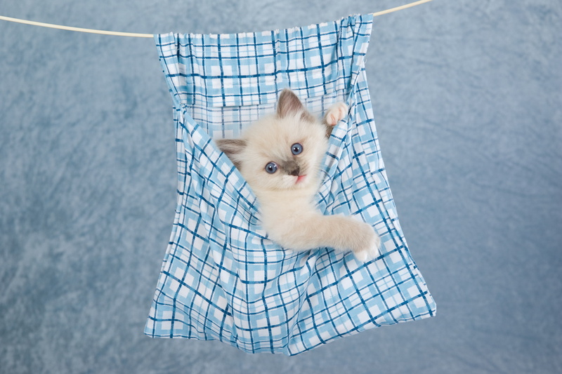 one animal, pets, baby animals, checked pattern, domestic animals, mammal, kitten, domestic cat, domestic, portrait, young animal, cute, small, blue, high angle view