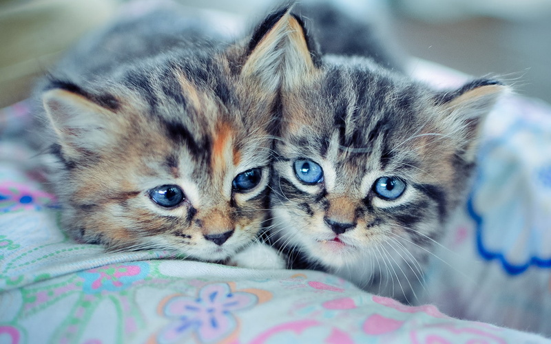 animal, kitten, vertebrate, no people, baby animals, pets, furniture, blue eyes, whisker, animals, feline, mammal, domestic cat, relaxation, domestic animals