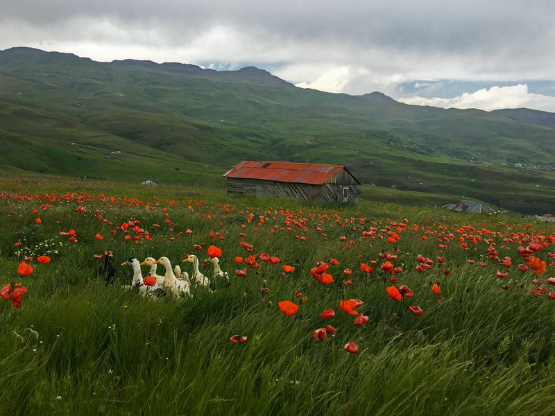 plant, flowering plant, tranquil scene, land, grass, gilan, plain, field, rural scene, iran, nature, mountain range, mountain, no people, outdoors, environment