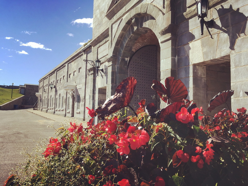 architecture, citadel, flower, flower head, citadelle de québec, building, plant, day, citadel of quebec, la citadelle, canada, quebec, sunlight, old quebec