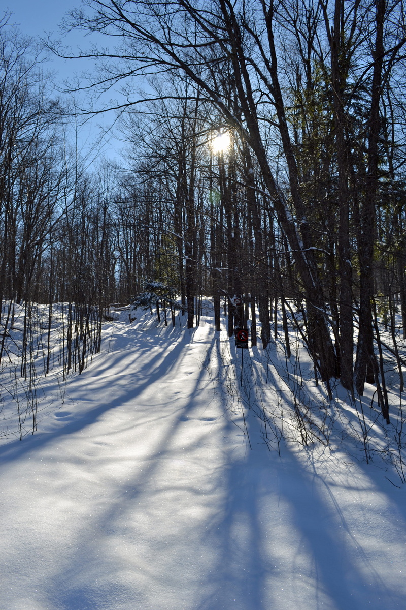 canada, tree, white color, cold temperature, beauty in nature, bare tree, no people, 4K, qc, non-urban scene, tranquil scene, land, sunlight, outdoors