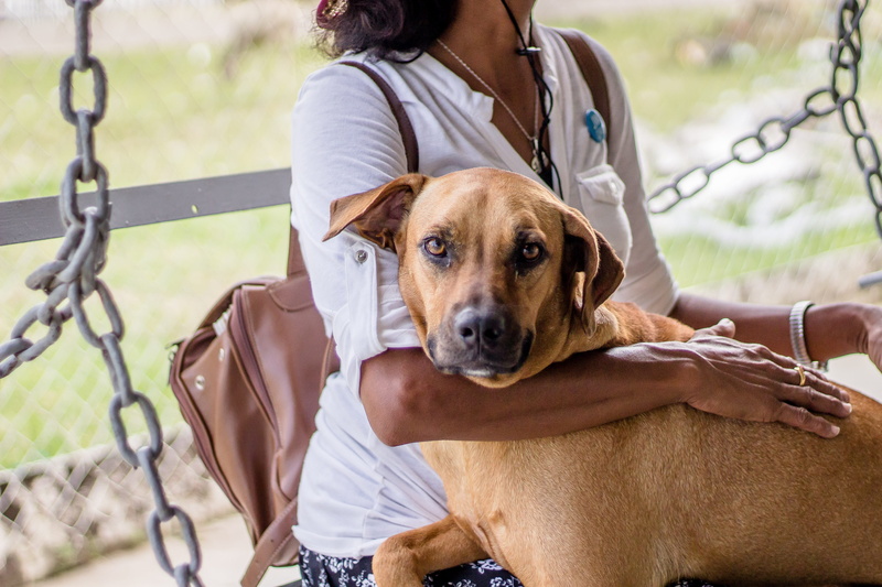 domestic, mammal, tropical, casual clothing, porch, best friends, eyes, pets, swing, puppy, dog, 4K, cute, one person, men, one animal, focus on foreground
