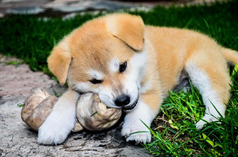 grass, bone, eating, day, dogs, animal themes, one animal, no people, vertebrate, lying down, field, resting, puppy, akita inu, pets, pope, female, dog