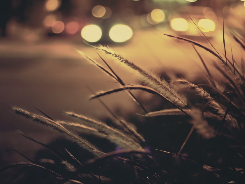 stalk, no People, non-Urban Scene, tranquility, summer, crop, yellow, light - Natural Phenomenon, selective focus, sunset, backgrounds, cereal plant