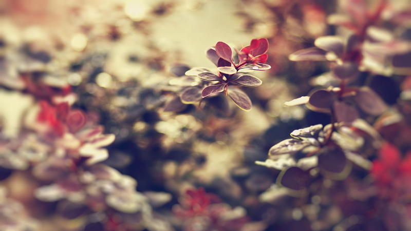 backgrounds, vulnerability, fragility, nature, green Color, bouquet, old-fashioned, 2K, decoration, macro, branch, petal, defocused, growth, red, day