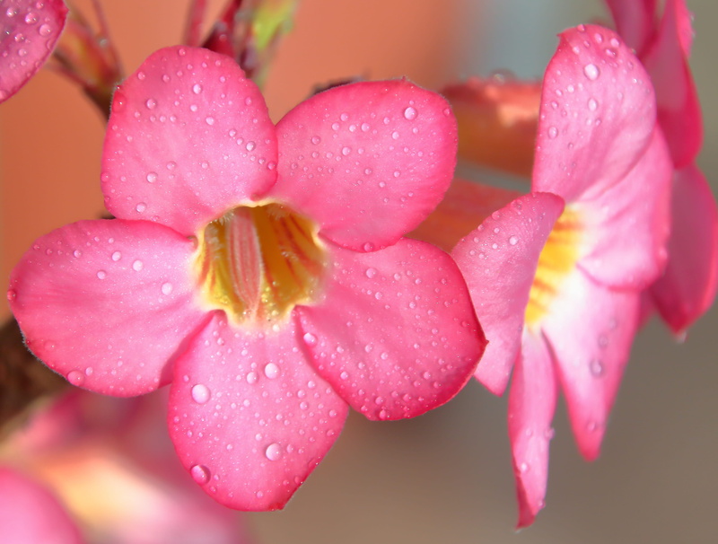 vulnerability, eastern, garden, wet, wild, fragility, flora, drops, spring, flower head, freshness, 4K, drop, white, plant, beauty, flowering plant, desert