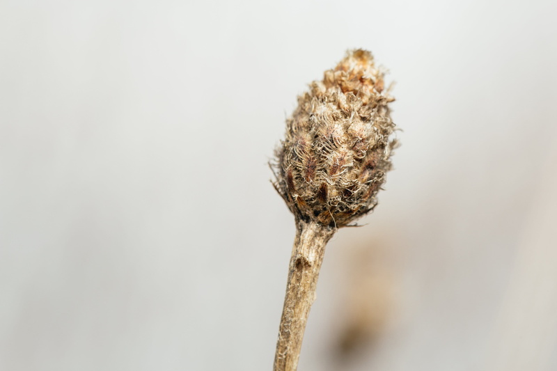 close-up, dried flowers, flowers, dry, coniferous tree, gray, season, no people, background, close, natural, shallow, autumn, selective focus, dried plant