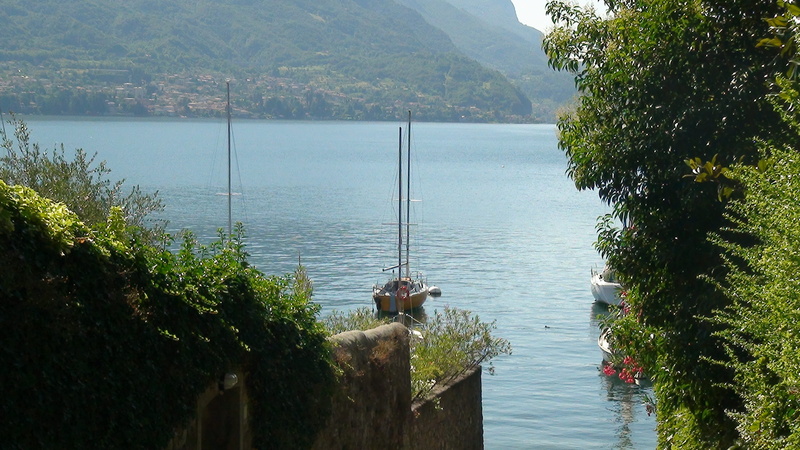 2K, tree, outdoors, italy, plant, lake, nature, beauty in nature, growth, one animal, mountain, day, tranquility, animal themes, bellagio, water, vertebrate