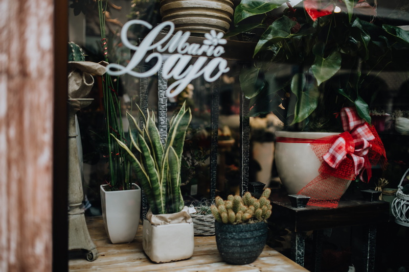 retail display, day, business, potted plant, blossom, glass - material, flower shop, no people, Italy, consumerism, outdoors, market, choice, sale, 4K