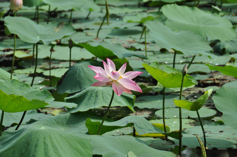 lily, lotus, purple, viet nam, flower, beauty in nature, leaf, nature, water lily, vulnerability, pink color, fragility, growth, outdoors, lotus water lily