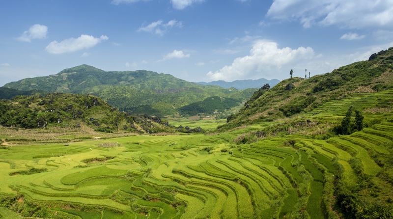 terraced, agriculture, mountain, environment, day, outdoors, Vietnam, no people, rural scene, Field, RicePaddies, green color, Nature, farm, Asia, growth