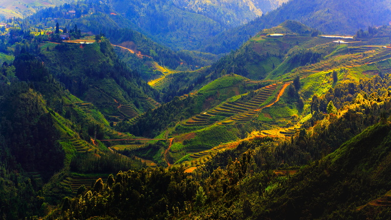 forest, mountains, 1080P, Sapa, field, plantation, Vietnam