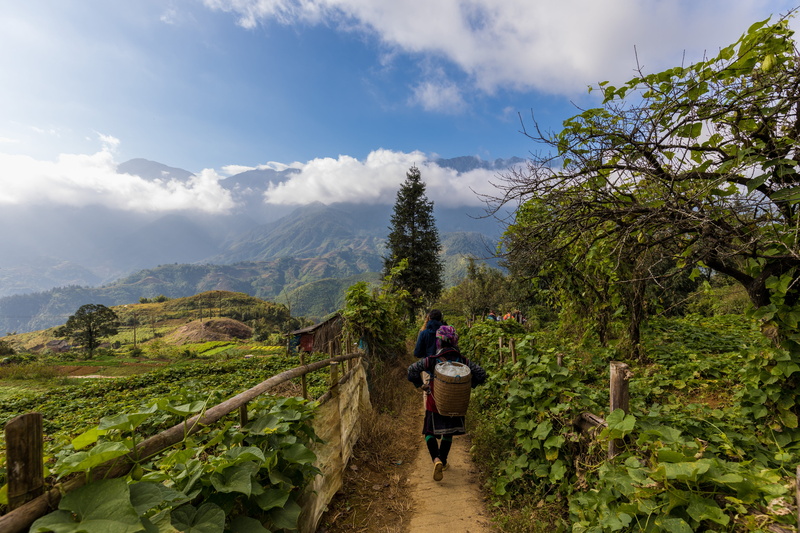 asia travel, sapa, plant, sky, rear view, tree, road, hiking, north vietnam, full length, sapatour, tourism, lifestyles, leisure activity, walking, market