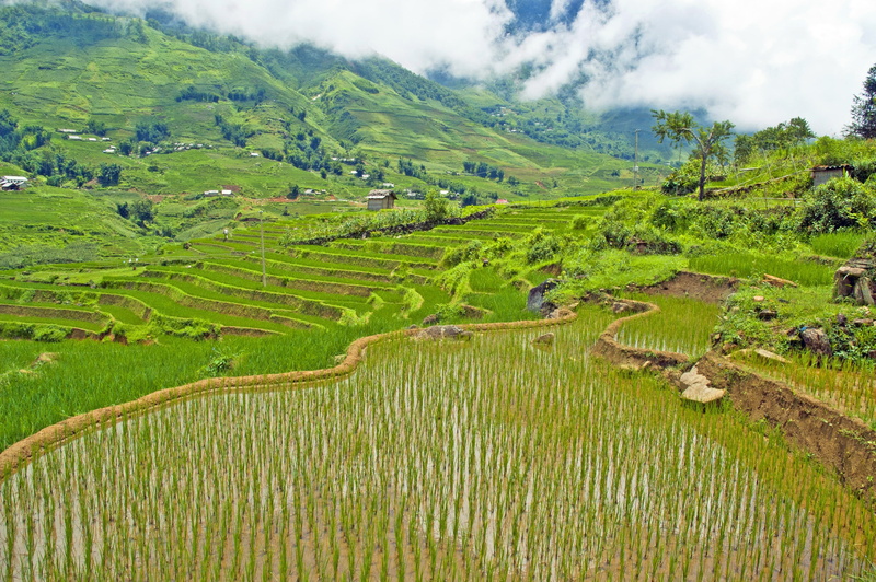 plant, farm, green color, sapa, rice - cereal plant, tranquil scene, growth, east, plantation, tranquility, vietnam, field, beauty in nature, rural scene