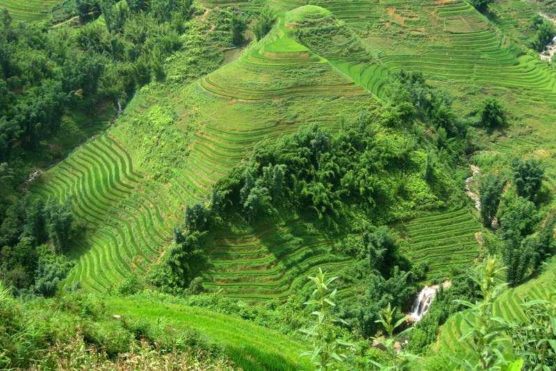 tranquility, plantation, tour, land, growth, scenics - nature, sapa, plant, rice - cereal plant, 2K, nature, field, terraced field, no people, agriculture