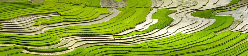 field, transplanted rice, harvest, landscape, minority, architecture, environment, plant, farm, natural, mountain, beauty in nature, terraces, water, nature