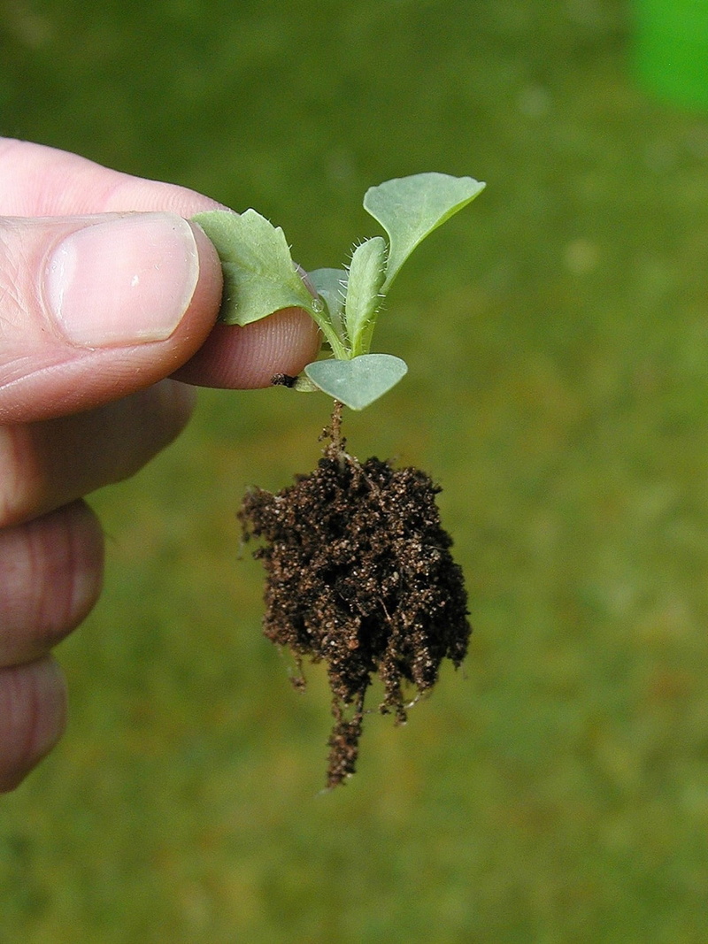 human limb, plants, care, seeds, sapling, gardening, green Color, plant part, agriculture, growing, real people, nature, horticulture, small, hand, day