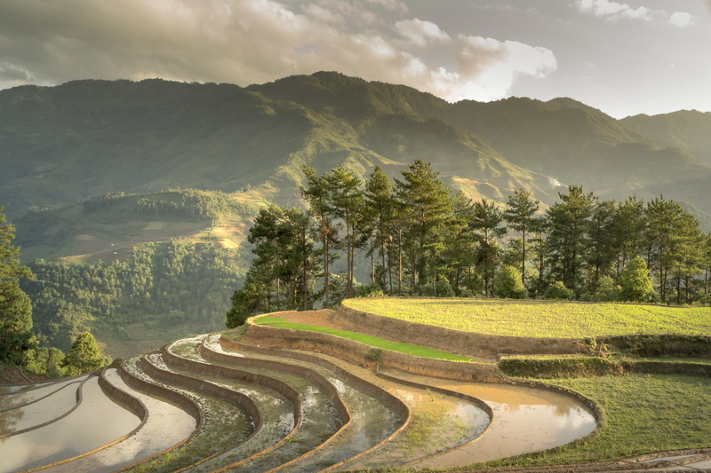 vietnam, tranquility, farm, tree, pour water, season, outdoors, green color, field, curve, rice, travel, transplanted rice, silk, natural, environment