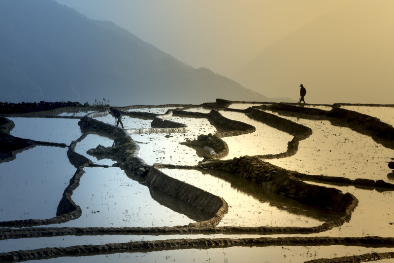 curve, real people, blind stretch comb, agriculture, transplanted rice, travel, asia, outdoors, farmer, beauty in nature, landscape, scenics - nature, terraces