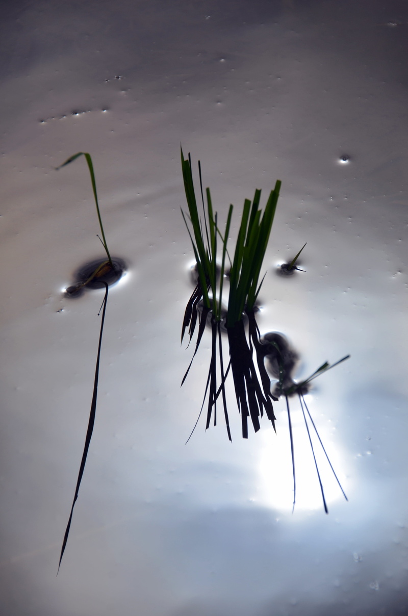 flower, light reflections, day, one animal, leaf, high angle view, nature, lake, beauty in nature, reflection, light, plant, transplanting, tranquility