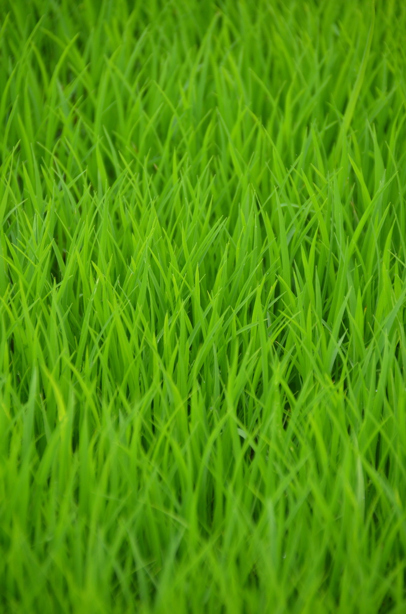 growth, 4K, high angle view, nature, tranquility, field, plant, transplanting rice, backgrounds, no people, full frame, peasantry, selective focus, outdoors