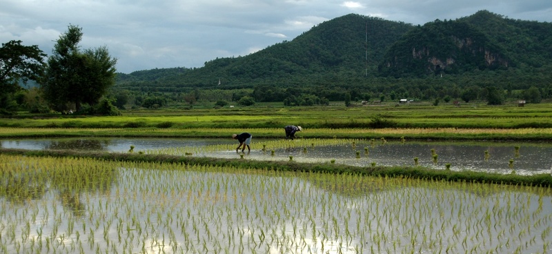 1080P, nature, animal themes, scenics - nature, transplanting rice, asia, crop, people, land, thailand, daytime, rice Paddy, rice - cereal plant, outdoors