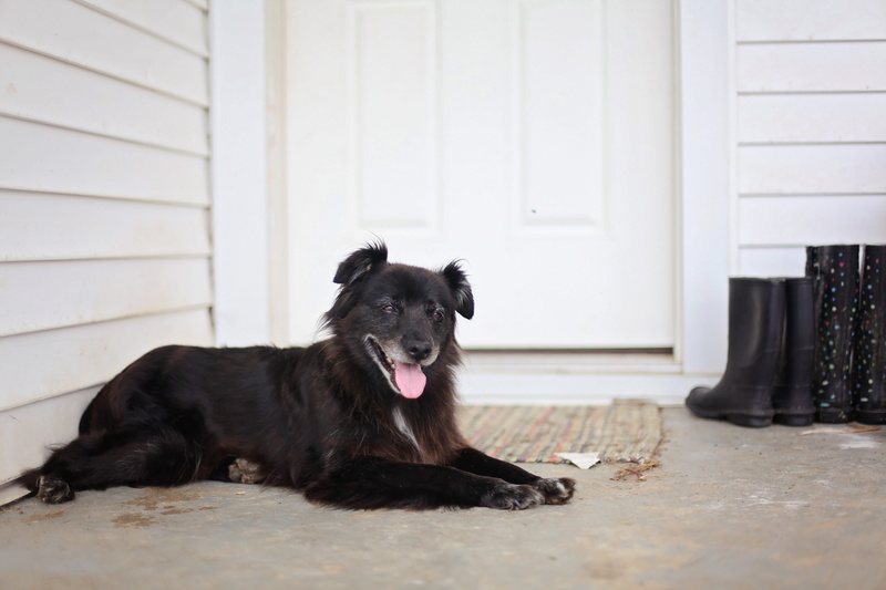 white, house, animal photography, purebred dog, pets, vertebrate, day, mouth open, boots, people, pet, canine, fur, panting, one animal, looking, tongue