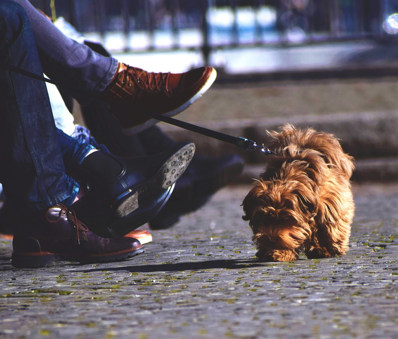 clothing, human foot, human leg, domestic, switzerland, leash, human, low section, sitting, terrier, focus, one person, shoe, fur ball, daytime, human body part