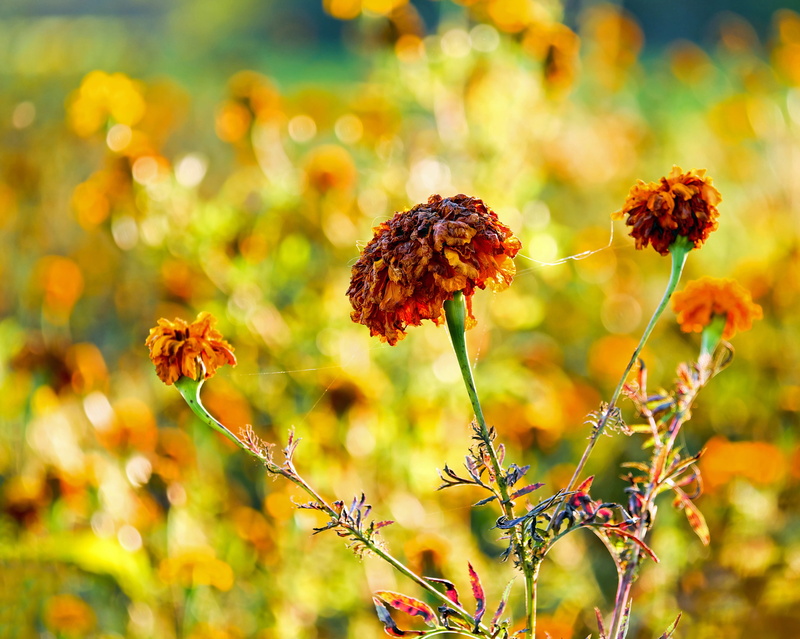 fragility, yellow, fall color, tagetes patula, flourished from, nature, flowering plant, flower head, growth, wilted plant, composites, petal, beauty in nature