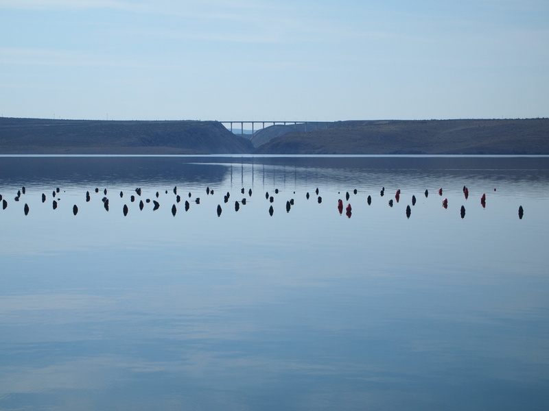 bird, 4K, waterfront, animal wildlife, large group of animals, blue, reflection, salt flat, vertebrate, landscape, sea, flock of birds, day, croatia, island of pag