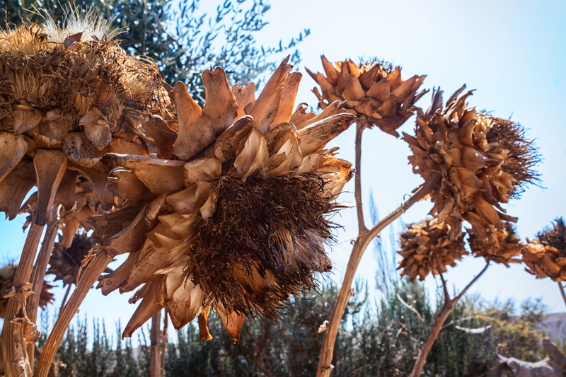 sky, tranquility, branch, croatia, natural condition, change, sun, food and drink, pag, freshness, 5K, outdoors, nature, tree, spring, close-up, dry, leaves