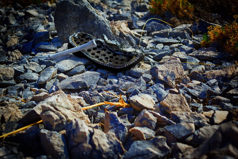  animal, no people, plant part, land, gravel, stone - object, animal themes, outdoors, rock - object, bones, selective focus, 5K, croatia, rock