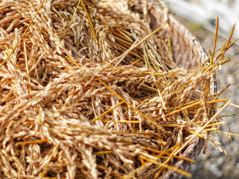 hay, rice crust, no people, dried, agriculture, brown, straw, day, Crust, food, plant, high angle view, outdoors, Rice, nature, dried plant, heap, food and drink