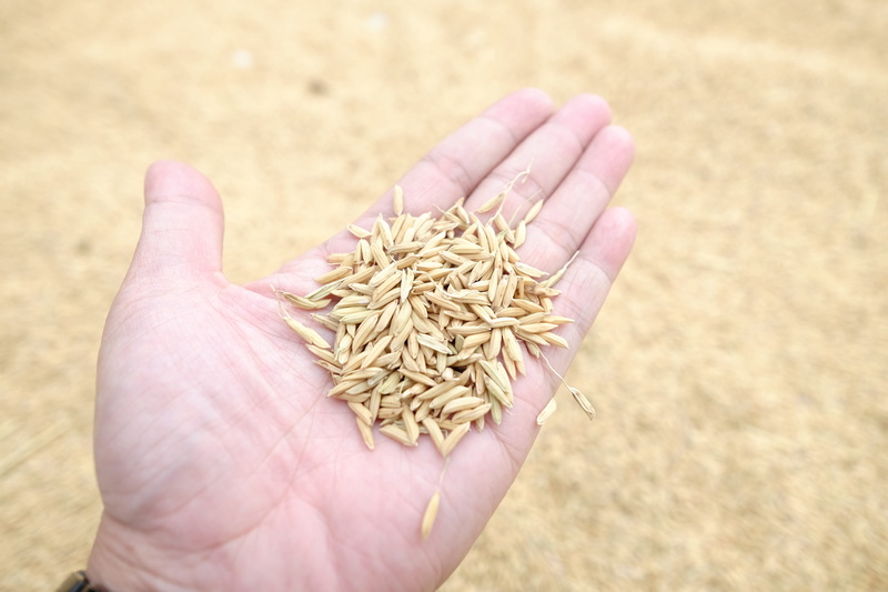 close-up, rice seeds, thailand, plant, one person, 4K, Rice, high angle view, kularonghai, human finger, outdoors, food and drink, Crust, hands, Jasmine Rice
