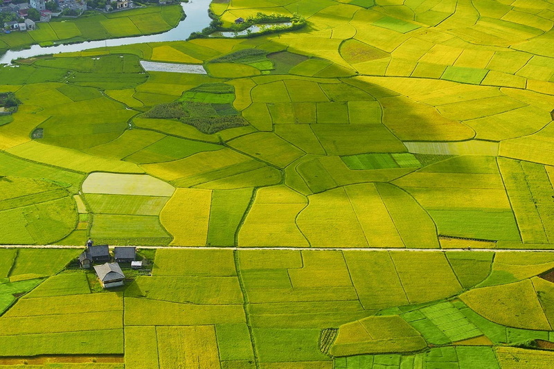 beauty in nature, nature, pattern, tree, scenics - nature, land, high angle view, rural scene, environment, farm, agriculture, day, plant, no people, green color