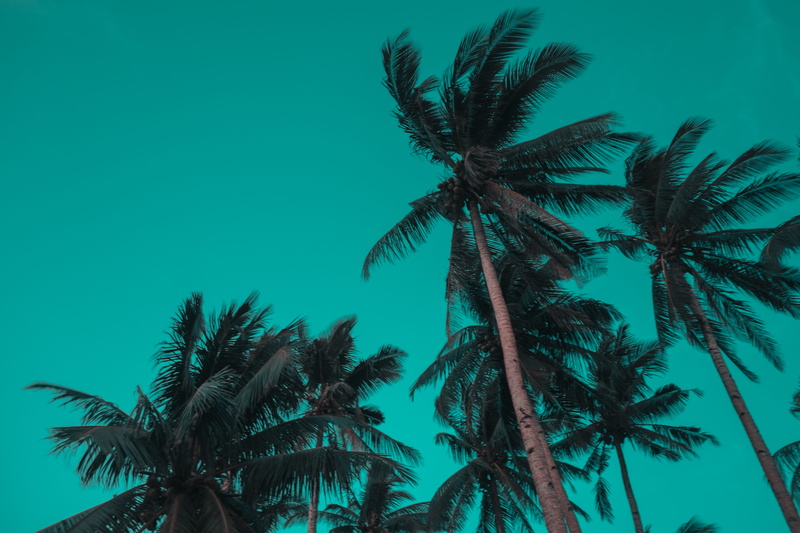 trees, leaf, coconut palm tree, plant, coconut, tree trunk, cool colors, day, nature, cocco, growth, beauty in nature, tropical tree, background, turquoise colored